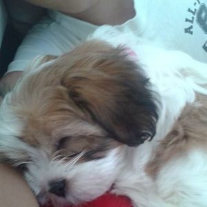 Meet your Posher, Hayden